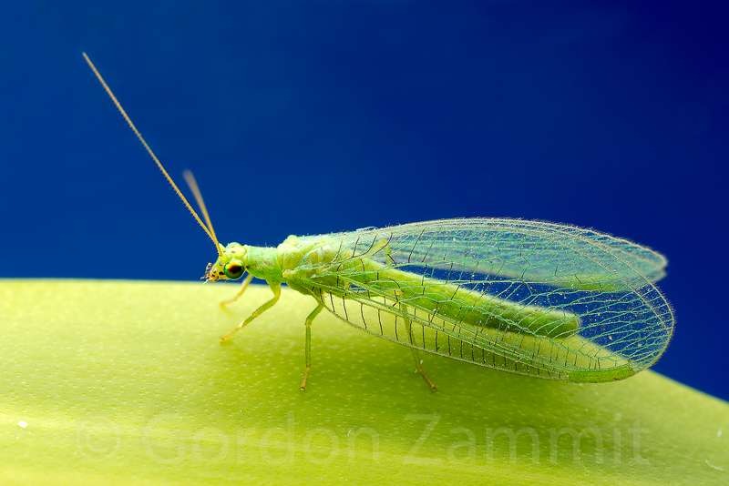 Nothancyla verreauxi (Green Lacewing). This page is part of www.MaltaWildPlants.com website by Stephen Mifsud, Malta