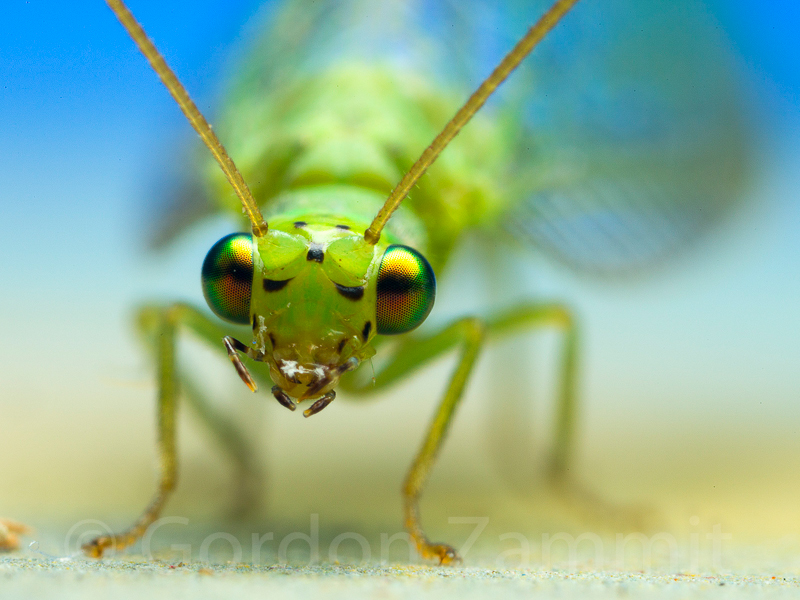 Nothancyla verreauxi (Green Lacewing). This page is part of www.MaltaWildPlants.com website by Stephen Mifsud, Malta