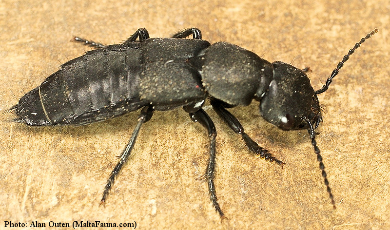 Ocypus olens (Devils coach-horse beetle). This page is part of www.MaltaWildPlants.com website by Stephen Mifsud, Malta