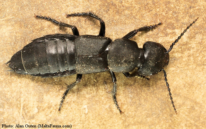 Ocypus olens (Devils coach-horse beetle). This page is part of www.MaltaWildPlants.com website by Stephen Mifsud, Malta