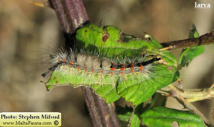 Orgyia trigotephras (Vapourer Moth). This page is part of www.MaltaWildPlants.com website by Stephen Mifsud, Malta