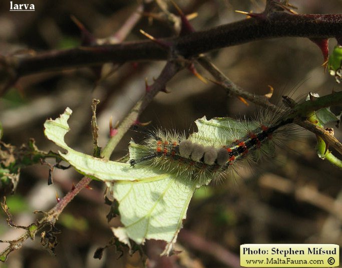 Orgyia trigotephras (Vapourer Moth). This page is part of www.MaltaWildPlants.com website by Stephen Mifsud, Malta