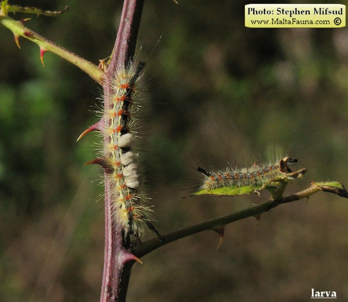 Orgyia trigotephras (Vapourer Moth). This page is part of www.MaltaWildPlants.com website by Stephen Mifsud, Malta