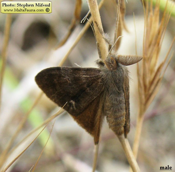 Orgyia trigotephras (Vapourer Moth). This page is part of www.MaltaWildPlants.com website by Stephen Mifsud, Malta