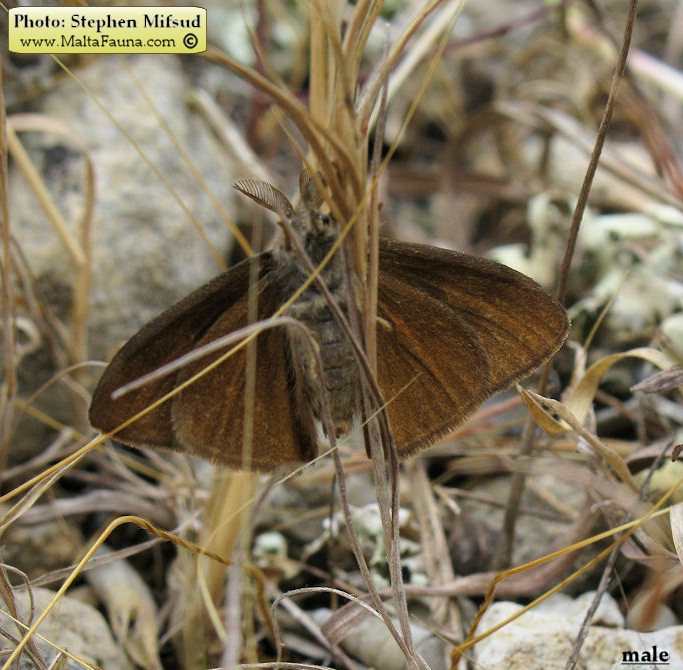Orgyia trigotephras (Vapourer Moth). This page is part of www.MaltaWildPlants.com website by Stephen Mifsud, Malta