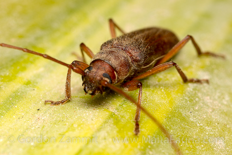 Orthosoma brunneum (Brown Prionid). This page is part of www.MaltaWildPlants.com website by Stephen Mifsud, Malta