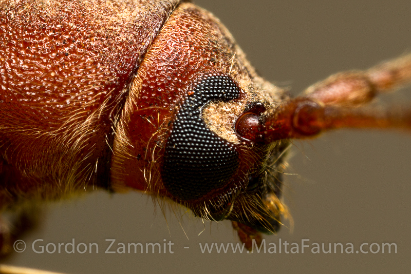 Orthosoma brunneum (Brown Prionid). This page is part of www.MaltaWildPlants.com website by Stephen Mifsud, Malta