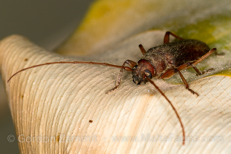 Orthosoma brunneum (Brown Prionid). This page is part of www.MaltaWildPlants.com website by Stephen Mifsud, Malta