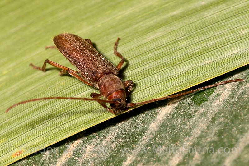 Orthosoma brunneum (Brown Prionid). This page is part of www.MaltaWildPlants.com website by Stephen Mifsud, Malta