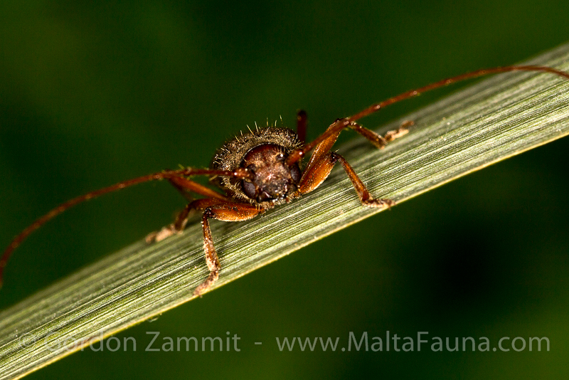Orthosoma brunneum (Brown Prionid). This page is part of www.MaltaWildPlants.com website by Stephen Mifsud, Malta