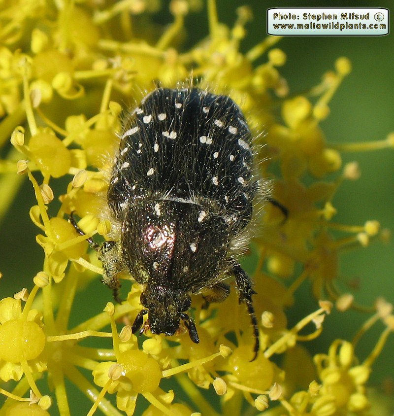 Oxythyrea funesta (White-spotted barbary bug). This page is part of www.MaltaWildPlants.com website by Stephen Mifsud, Malta