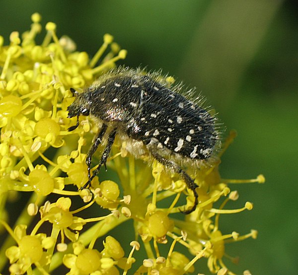 Oxythyrea funesta (White-spotted barbary bug). This page is part of www.MaltaWildPlants.com website by Stephen Mifsud, Malta