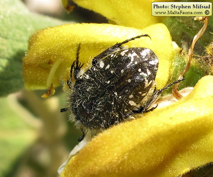 Oxythyrea funesta (White-spotted barbary bug). This page is part of www.MaltaWildPlants.com website by Stephen Mifsud, Malta