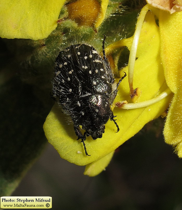 Oxythyrea funesta (White-spotted barbary bug). This page is part of www.MaltaWildPlants.com website by Stephen Mifsud, Malta