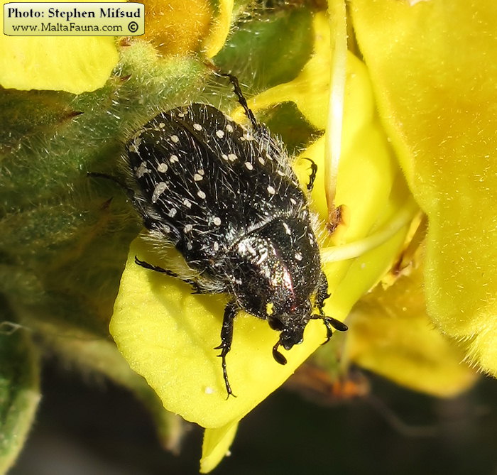 Oxythyrea funesta (White-spotted barbary bug). This page is part of www.MaltaWildPlants.com website by Stephen Mifsud, Malta