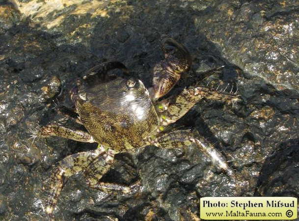 Pachygrapsus marmoratus (Marbled Shore Crab). This page is part of www.MaltaWildPlants.com website by Stephen Mifsud, Malta