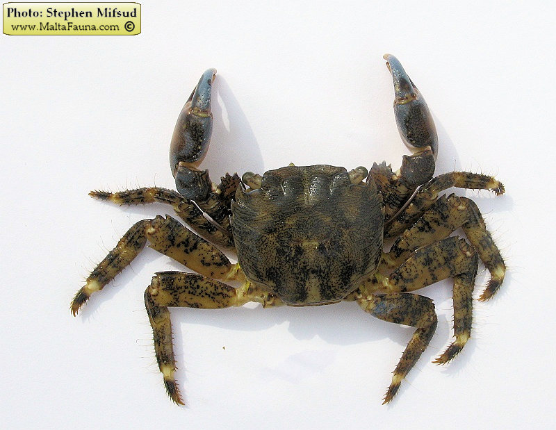 Pachygrapsus marmoratus (Marbled Shore Crab). This page is part of www.MaltaWildPlants.com website by Stephen Mifsud, Malta