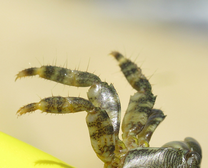 Pachygrapsus marmoratus (Marbled Shore Crab). This page is part of www.MaltaWildPlants.com website by Stephen Mifsud, Malta