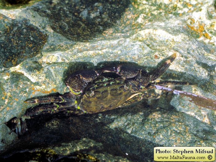 Pachygrapsus marmoratus (Marbled Shore Crab). This page is part of www.MaltaWildPlants.com website by Stephen Mifsud, Malta