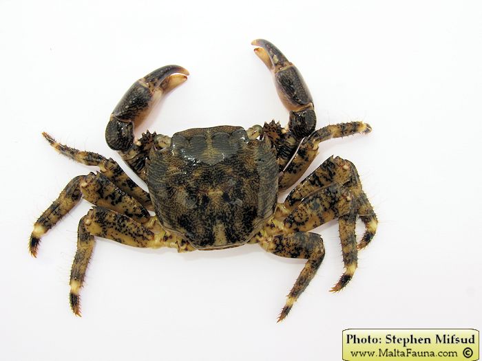 Pachygrapsus marmoratus (Marbled Shore Crab). This page is part of www.MaltaWildPlants.com website by Stephen Mifsud, Malta