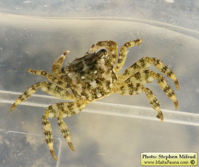Pachygrapsus marmoratus (Marbled Shore Crab). This page is part of www.MaltaWildPlants.com website by Stephen Mifsud, Malta