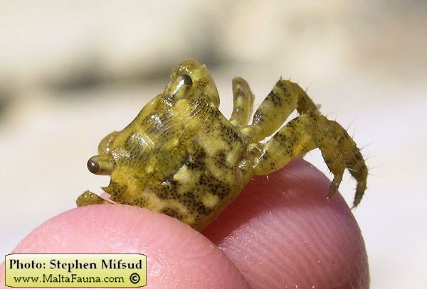 Pachygrapsus transversus (Mottled Shore Crab). This page is part of www.MaltaWildPlants.com website by Stephen Mifsud, Malta
