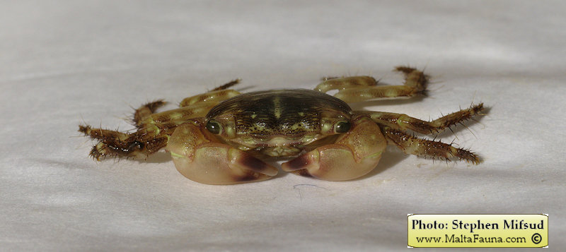 Pachygrapsus transversus (Mottled Shore Crab). This page is part of www.MaltaWildPlants.com website by Stephen Mifsud, Malta
