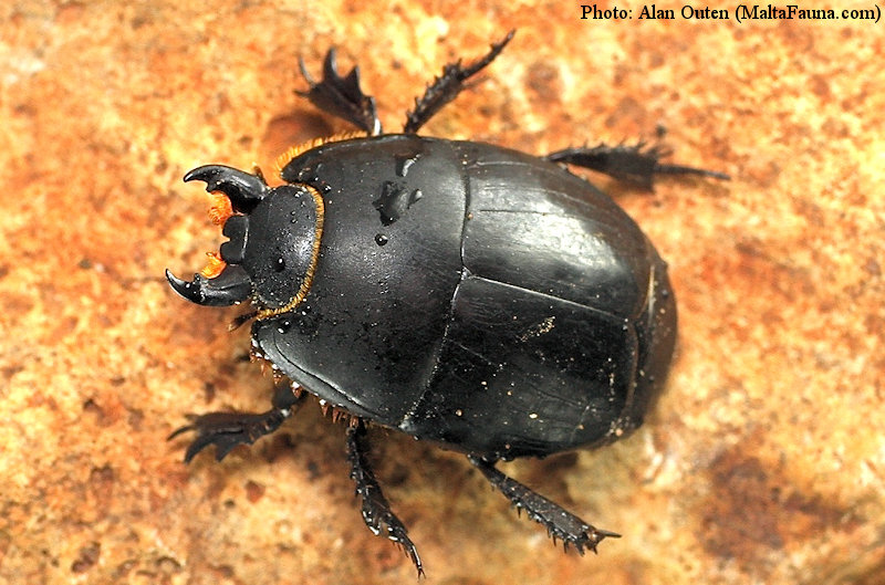Pactolinus major (English name not known). This page is part of www.MaltaWildPlants.com website by Stephen Mifsud, Malta