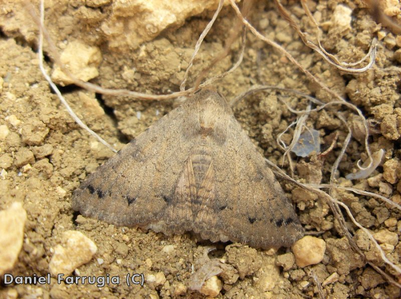 Pandesma robusta (English name not known). This page is part of www.MaltaWildPlants.com website by Stephen Mifsud, Malta
