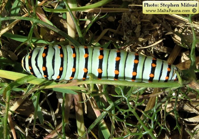 Papilio machaon melitensis (Maltese Swallowtail). This page is part of www.MaltaWildPlants.com website by Stephen Mifsud, Malta