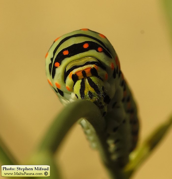Papilio machaon melitensis (Maltese Swallowtail). This page is part of www.MaltaWildPlants.com website by Stephen Mifsud, Malta