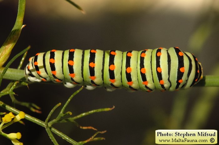 Papilio machaon melitensis (Maltese Swallowtail). This page is part of www.MaltaWildPlants.com website by Stephen Mifsud, Malta