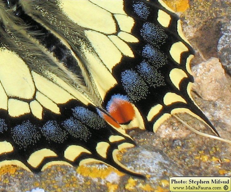 Papilio machaon melitensis (Maltese Swallowtail). This page is part of www.MaltaWildPlants.com website by Stephen Mifsud, Malta