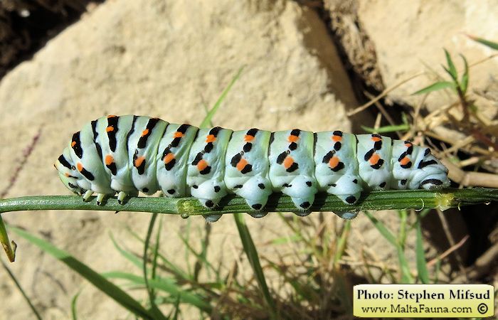 Papilio machaon melitensis (Maltese Swallowtail). This page is part of www.MaltaWildPlants.com website by Stephen Mifsud, Malta