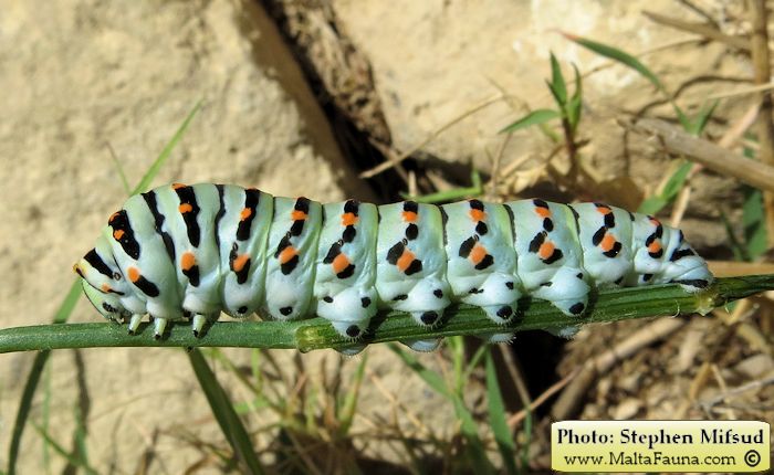Papilio machaon melitensis (Maltese Swallowtail). This page is part of www.MaltaWildPlants.com website by Stephen Mifsud, Malta