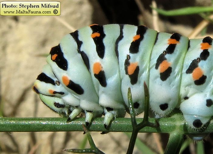 Papilio machaon melitensis (Maltese Swallowtail). This page is part of www.MaltaWildPlants.com website by Stephen Mifsud, Malta