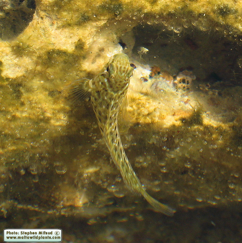 Parablennius sanguinolentus (Rusty Blenny). This page is part of www.MaltaWildPlants.com website by Stephen Mifsud, Malta