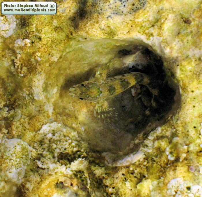 Parablennius sanguinolentus (Rusty Blenny). This page is part of www.MaltaWildPlants.com website by Stephen Mifsud, Malta