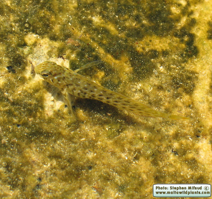 Parablennius sanguinolentus (Rusty Blenny). This page is part of www.MaltaWildPlants.com website by Stephen Mifsud, Malta