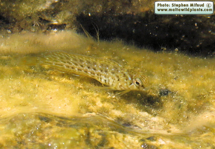 Parablennius sanguinolentus (Rusty Blenny). This page is part of www.MaltaWildPlants.com website by Stephen Mifsud, Malta