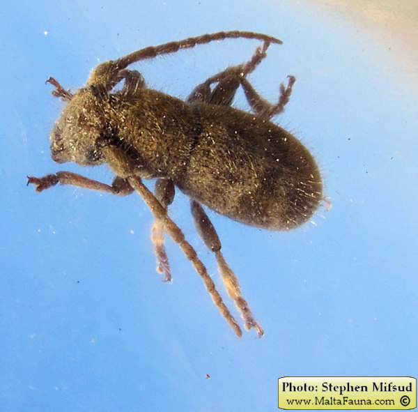 Parmena pubescens (Hairy longhorn beetle). This page is part of www.MaltaWildPlants.com website by Stephen Mifsud, Malta
