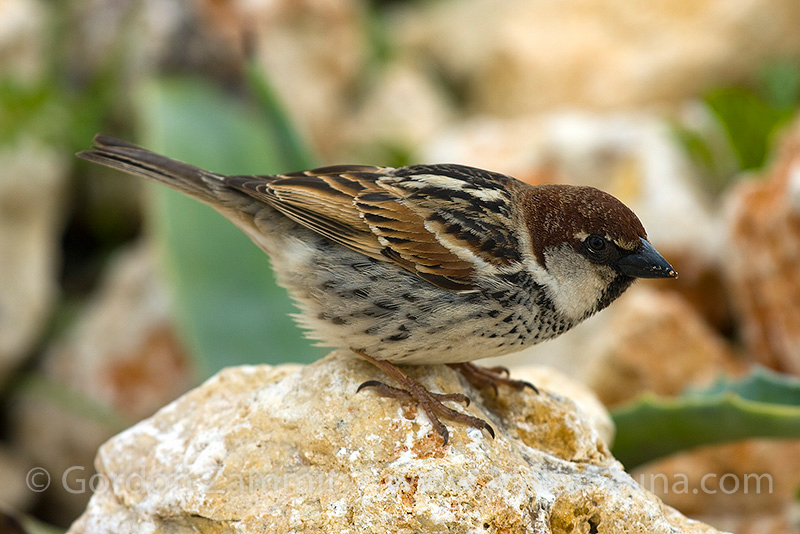 Passer hispaniolensis (Spanish Sparrow). This page is part of www.MaltaWildPlants.com website by Stephen Mifsud, Malta
