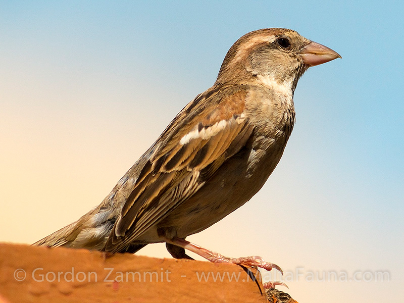 Passer hispaniolensis (Spanish Sparrow). This page is part of www.MaltaWildPlants.com website by Stephen Mifsud, Malta
