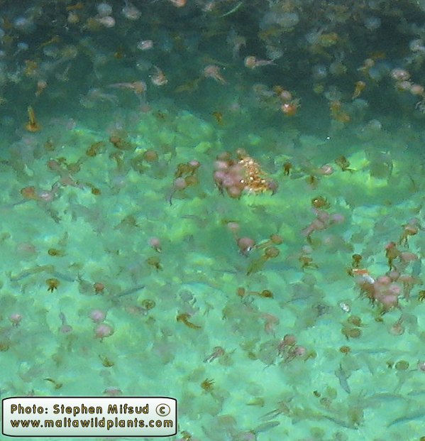 Pelagia noctiluca (Common Jellyfish). This page is part of www.MaltaWildPlants.com website by Stephen Mifsud, Malta