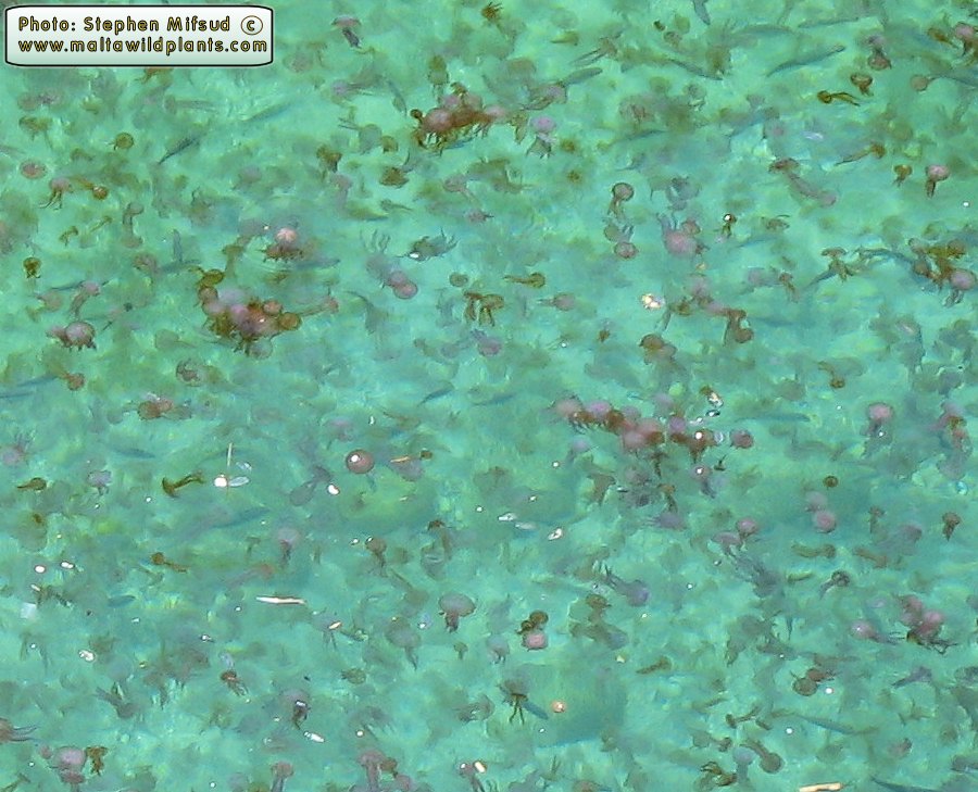 Pelagia noctiluca (Common Jellyfish). This page is part of www.MaltaWildPlants.com website by Stephen Mifsud, Malta