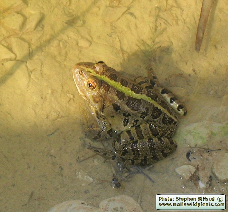 Pelophylax bedriagae (Levant Water Frog). This page is part of www.MaltaWildPlants.com website by Stephen Mifsud, Malta