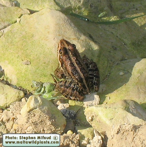 Pelophylax bedriagae (Levant Water Frog). This page is part of www.MaltaWildPlants.com website by Stephen Mifsud, Malta