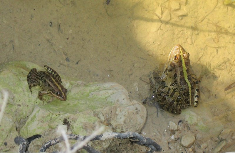 Pelophylax bedriagae (Levant Water Frog). This page is part of www.MaltaWildPlants.com website by Stephen Mifsud, Malta