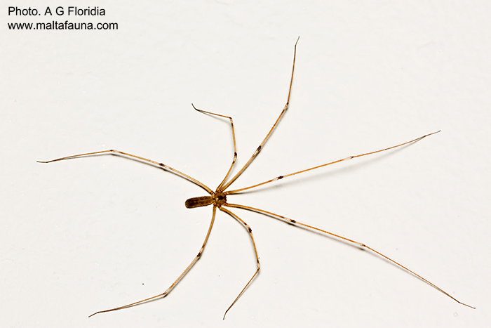 Pholcus phalangioides (Long-Bodied Cellar Spider). This page is part of www.MaltaWildPlants.com website by Stephen Mifsud, Malta