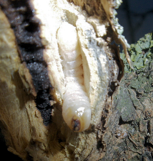 Phryneta leprosa (Castilloa Borer). This page is part of www.MaltaWildPlants.com website by Stephen Mifsud, Malta